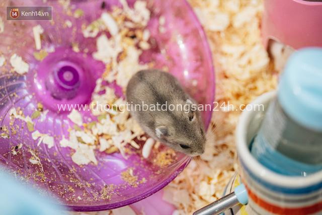 Năm Canh Tý, người trẻ tìm mua chuột hamster để giảm stress và cầu chúc may mắn - Ảnh 9.
