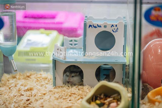 Năm Canh Tý, người trẻ tìm mua chuột hamster để giảm stress và cầu chúc may mắn - Ảnh 11.