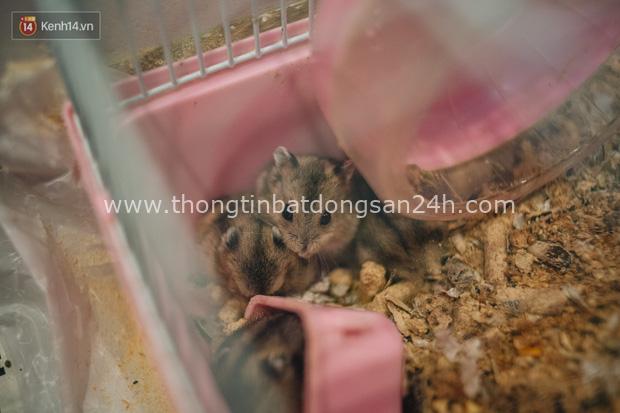 Năm Canh Tý, người trẻ tìm mua chuột hamster để giảm stress và cầu chúc may mắn - Ảnh 13.