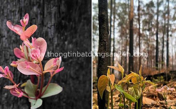 'Phượng hoàng lửa tái sinh từ đống tro tàn': Những mầm sống vươn mình tại nơi hứng chịu sự càn quét của Thảm hoạ cháy rừng 1