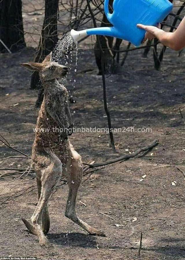 Thương quá tự nhiên ơi: Hình ảnh xót xa cho thấy đại thảm họa cháy rừng tại Úc đang khiến các loài vật bị giày vò kinh khủng đến mức nào - Ảnh 12.