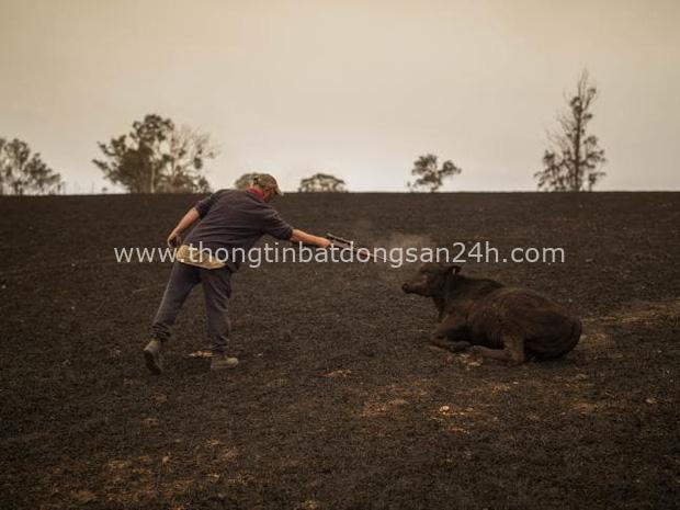 Thương quá tự nhiên ơi: Hình ảnh xót xa cho thấy đại thảm họa cháy rừng tại Úc đang khiến các loài vật bị giày vò kinh khủng đến mức nào - Ảnh 16.