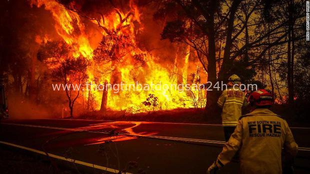 Thương quá tự nhiên ơi: Hình ảnh xót xa cho thấy đại thảm họa cháy rừng tại Úc đang khiến các loài vật bị giày vò kinh khủng đến mức nào - Ảnh 19.