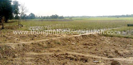 Hơn 65 ha đất trồng lúa ở Phú Yên được chuyển đổi mục đích sử dụng 6