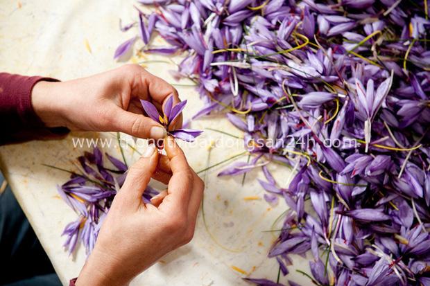 Cận cảnh quá trình thu hoạch saffron - thứ gia vị đắt nhất thế giới được mệnh danh “vàng đỏ“ có giá hàng tỷ đồng/kg, từng được Nữ hoàng Ai Cập dùng để dưỡng nhan - Ảnh 3.