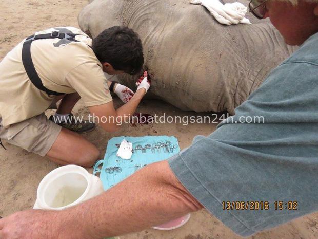  Kiểm tra lỗ thủng kỳ lạ trên đầu chú voi, bác sỹ thú y phát hiện sự thật đau buồn nhưng cũng bất ngờ vì cách hành xử của con vật - Ảnh 7.
