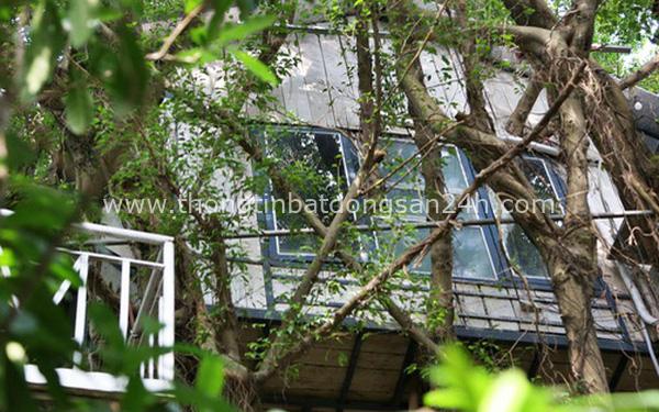 Ngay Hà Nội có một căn nhà cheo leo trên đỉnh ngọn cây của người họa sĩ 61 tuổi: Gần 20 năm trồng và đợi cây lớn 1