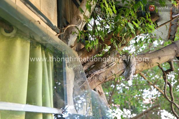 Ngay Hà Nội có một căn nhà cheo leo trên đỉnh ngọn cây của người họa sĩ 61 tuổi: Gần 20 năm trồng và đợi cây lớn - Ảnh 14.