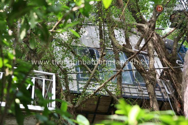 Ngay Hà Nội có một căn nhà cheo leo trên đỉnh ngọn cây của người họa sĩ 61 tuổi: Gần 20 năm trồng và đợi cây lớn - Ảnh 17.