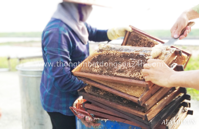 Tạm xa Hồ Tây một hôm, về Ninh Bình thăm bác nông dân thu nhập khủng nhờ nuôi ong lấy mật từ loài hoa ít ai ngờ tới - Ảnh 4.