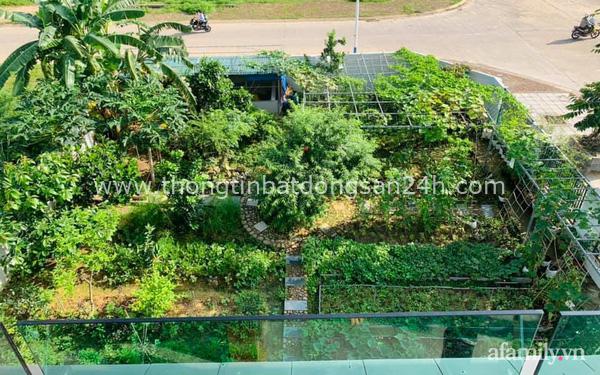 "Nông trại" rộng 300m² đẹp như cổ tích với đủ loại hoa và rau quả của mẹ 4 con ở Móng Cái, Quảng Ninh 2